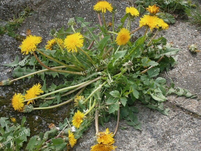 Dandelion Flower Roadside Plant Summer