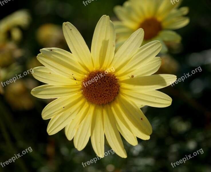 Daisy Soft Yellow Petals Dainty Concentric