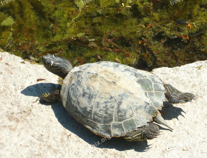 Turtle Water Turtle Turtles Animal Free Photos