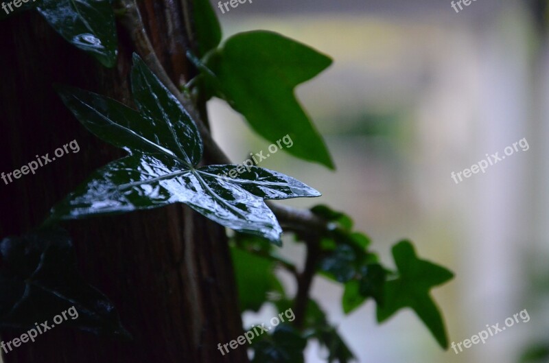 Green Leaves Ivy Leaf Leaves Green