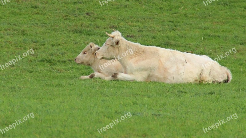 Cows Animals Pasture Meadow Cow