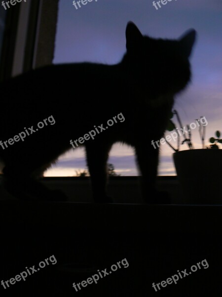 Cat Silhouette Shadow West Light And Shadow