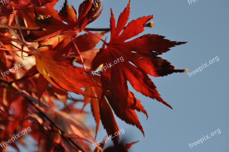 Autumn Red Red Leaf Red Blue Contrast Free Photos