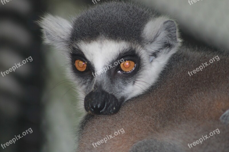 Maki Catta Lemur Primates Animal