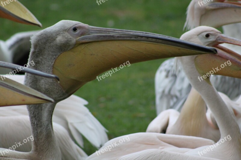 Pelicans Waterfowl Bird Nature Birds