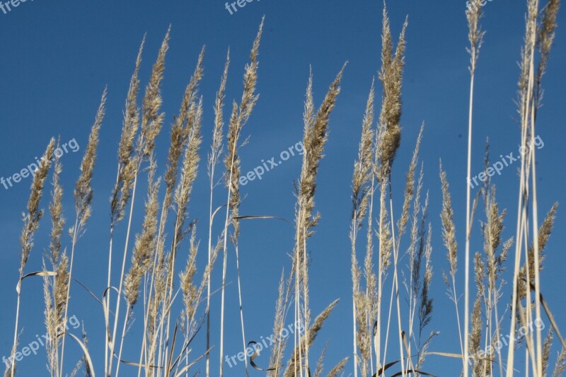 Halme Grasses Sunshine Cereals Spike