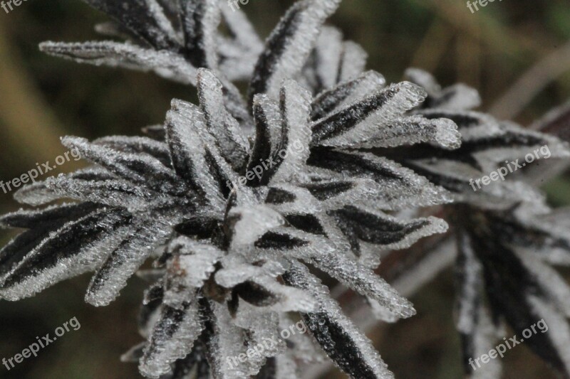 Ice Flowers Eiskristalle Frozen Winter Magic Crystals