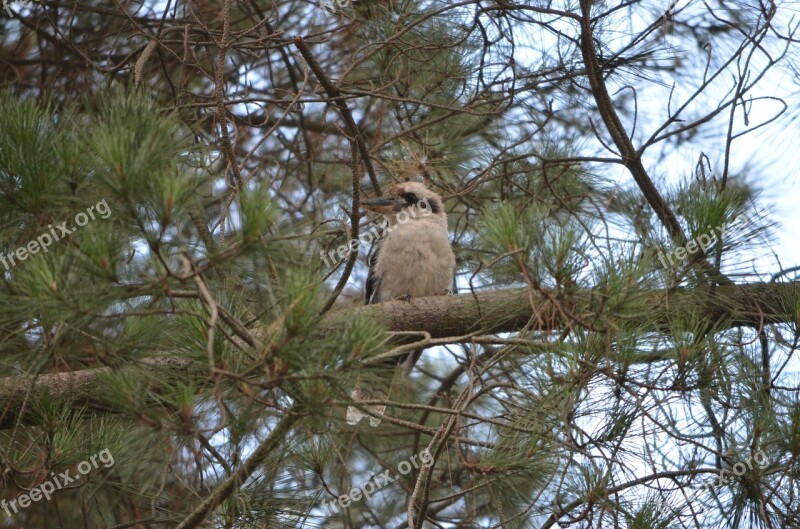 Kookaburra Bird Wings Animal Feathers