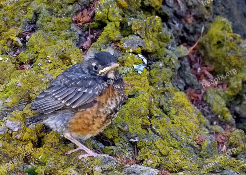 Red Robin Bird Feathered Nature Wildlife