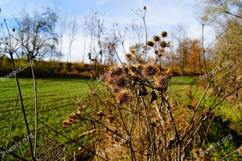 Burdock Thistle Plant Autumn Free Photos