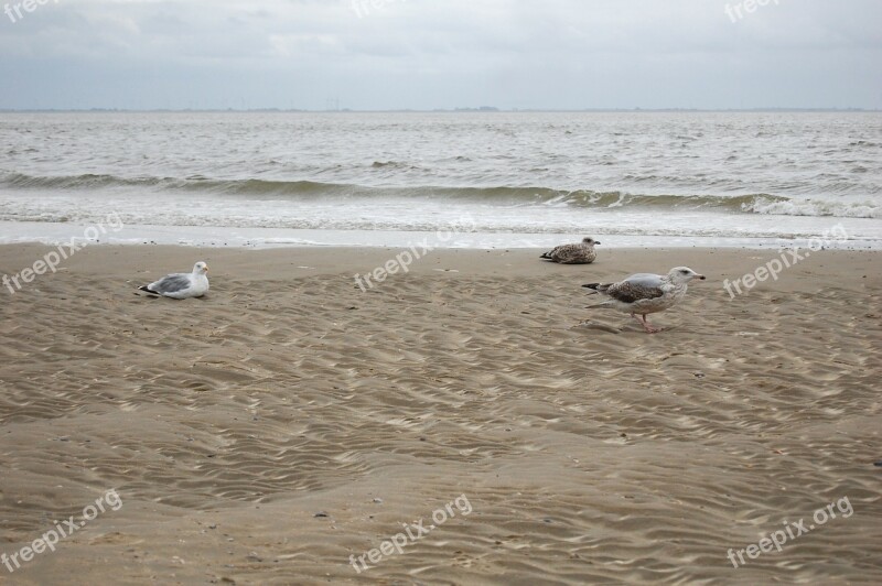 Gulls North Sea Sea Beach Water