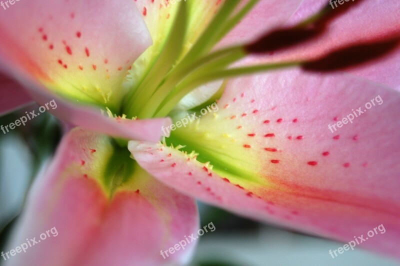 Lily Flowers Blossom Bloom Flower