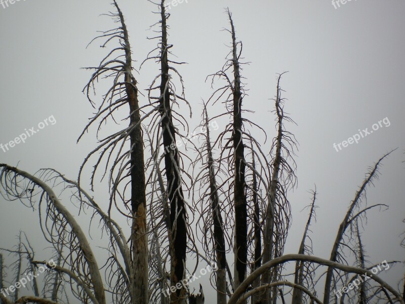 Trees Branches Sky Eerie Nature