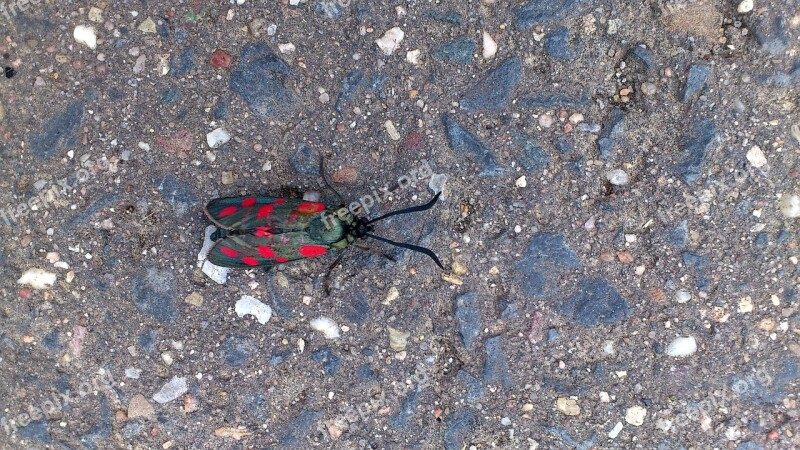 Insect Butterfly Small Five Spot Burnet Zygaena Viciae Close Up