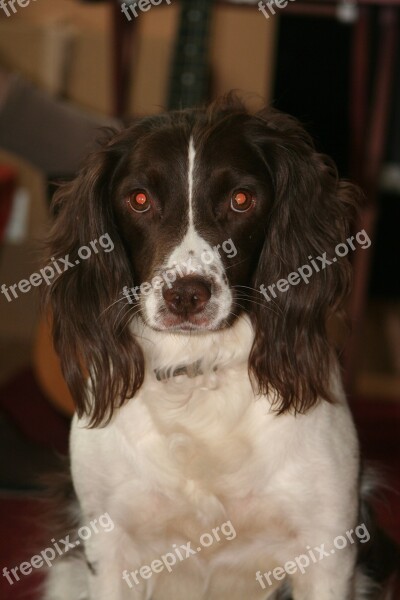 English Springer Spaniel Dog Pet Animal Breed