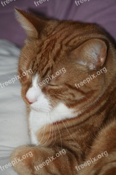 Ginger Cat Sleeping Pet Marmalade