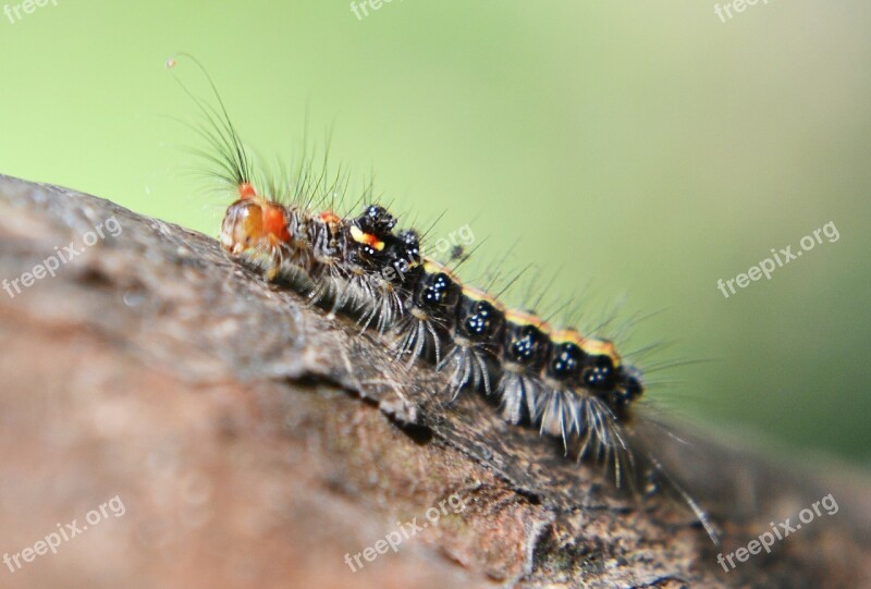 Caterpillar Leaf Pest Damage Animal