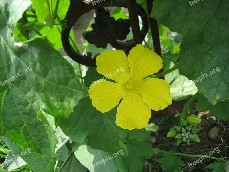 Loofah Vine Loofah Flower Vine Flowering Vine Yellow Flower