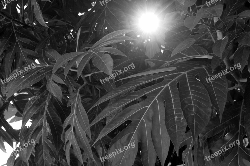 Vegetation Sun Tree Black And White Free Photos