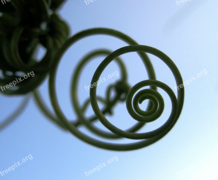 Tendril Climber Spiral Plant Green