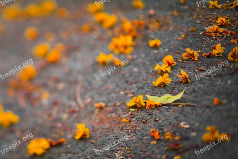 Autumn Leaves Yellow Orange Fall