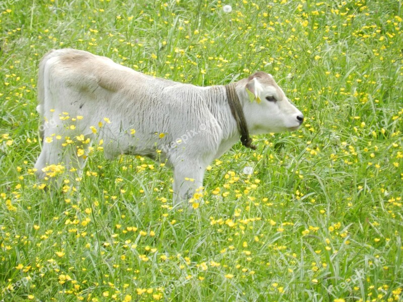 Calf Cows Nature Free Photos