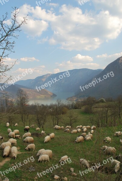 Flock Of Sheep Herd Of Sheep On The Drina Landscape Bosnia Sheep