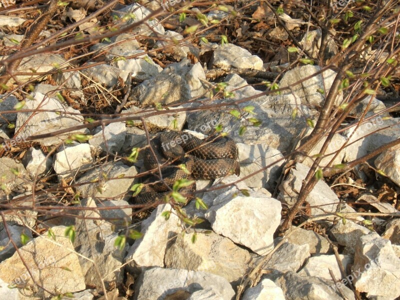 Brain Viper Vipera Ammodytes Horned Viper Sun Horned Viper In Bosnia