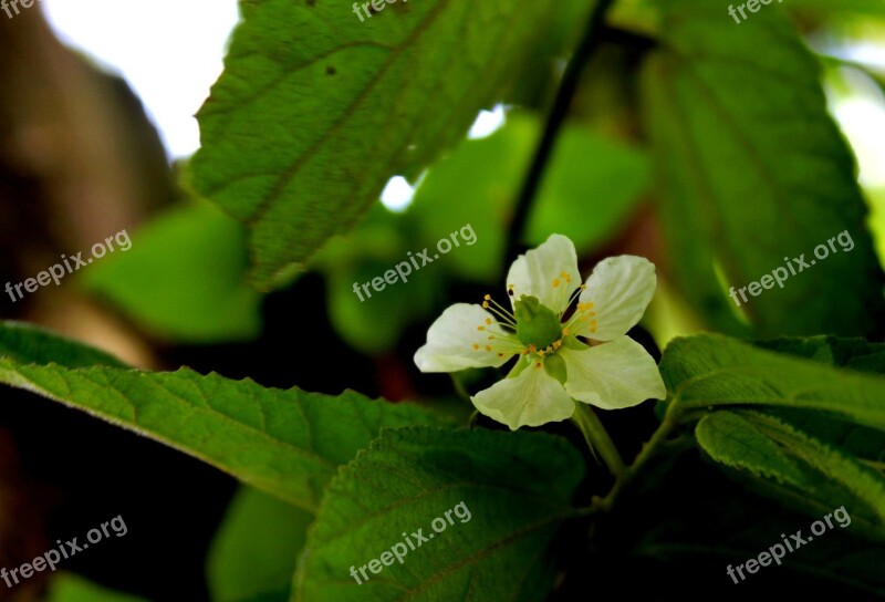 Bunga Kersem Indonesia Beautiful Flower