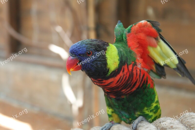 Parrot Animal Red Bird Birds