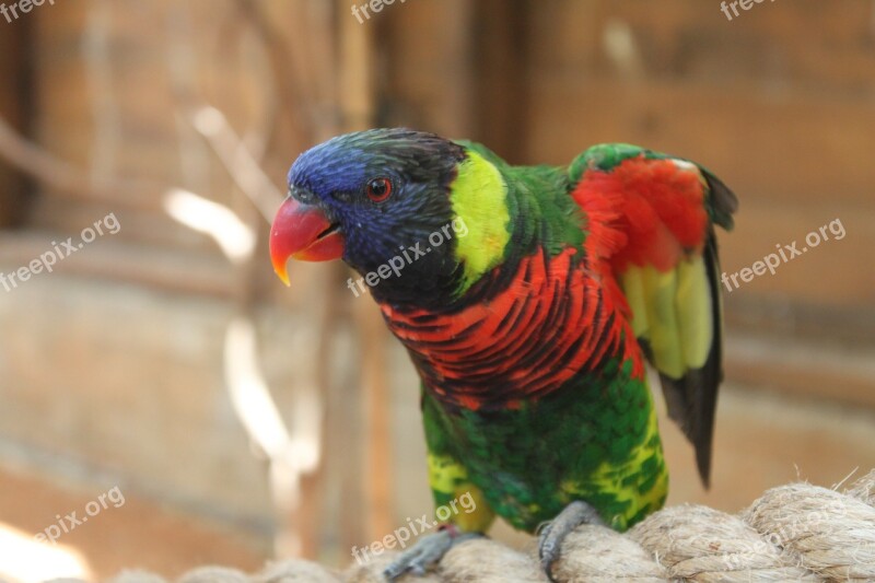 Parrot Animal Red Bird Birds