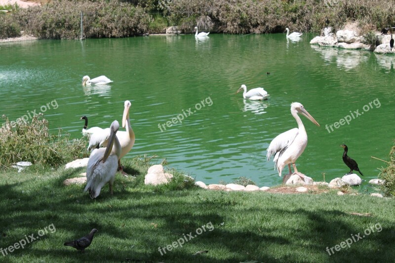 Pelican Bird Animal Water Bird Great White Pelican