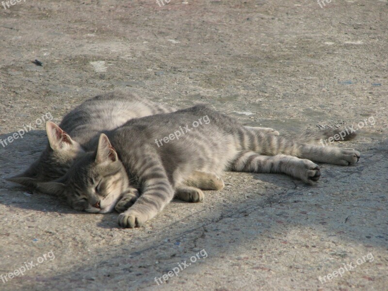 Cats Twins Grey Katze Sunshine