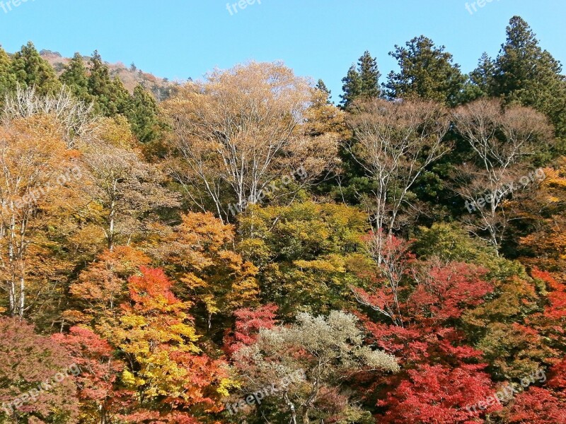 Autumn Autumnal Leaves Colorful Mountain Woods