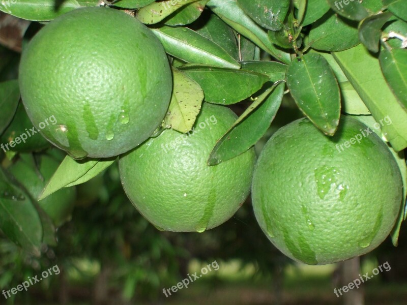 Oranges Fruit Nature Cru Green