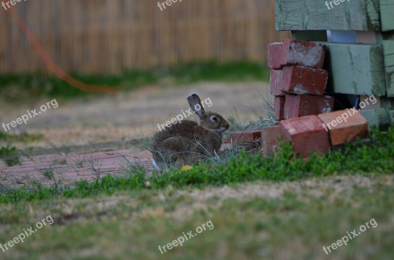 Rabbit Hair Fur Animal Bunny