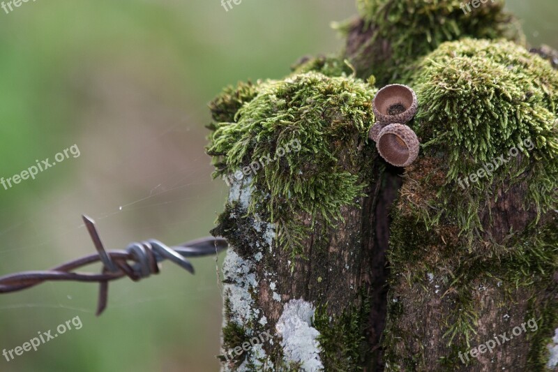 Barbed Wire Fence Pasture Limit Moss