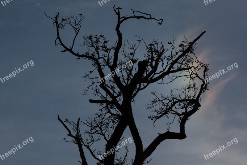 Tree Branches Aesthetic Backlighting Contrast