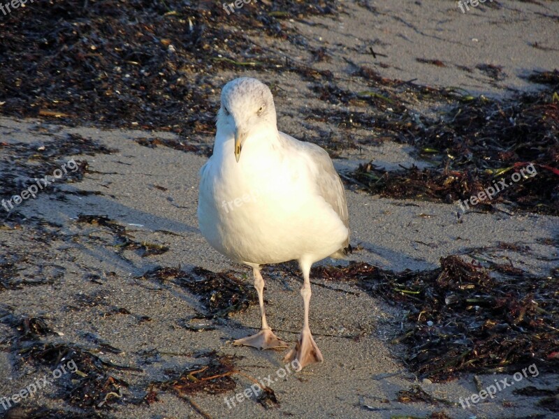 Seagull Close Up Bird Free Photos