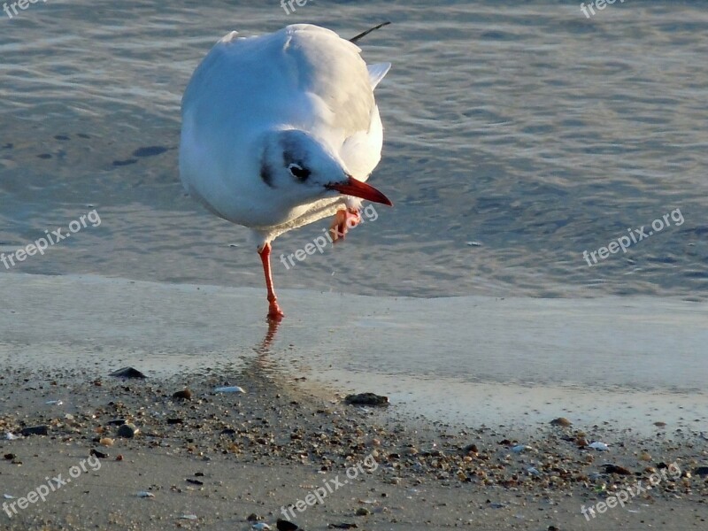 Black Headed Gull Seagull Dressing Up Free Photos