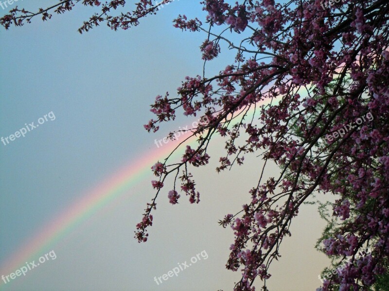 Rainbow Sky Cherry Blossoms Free Photos