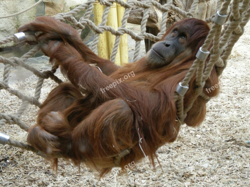 Monkey Zoo Orang Utan Animal Free Photos