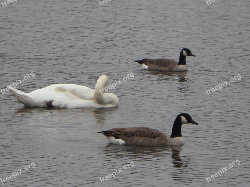 Geese Canada Geese Goose Canada Goose Swim