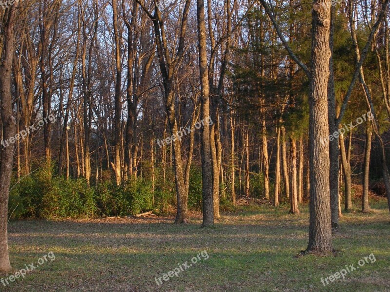 Forest Trees Countryside Landscape Sunset