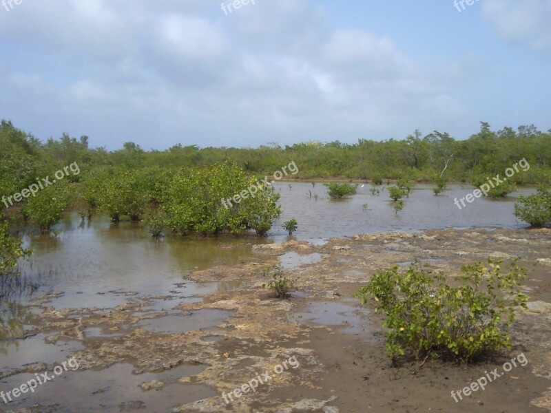 Mangrove Nature Marsh Free Photos