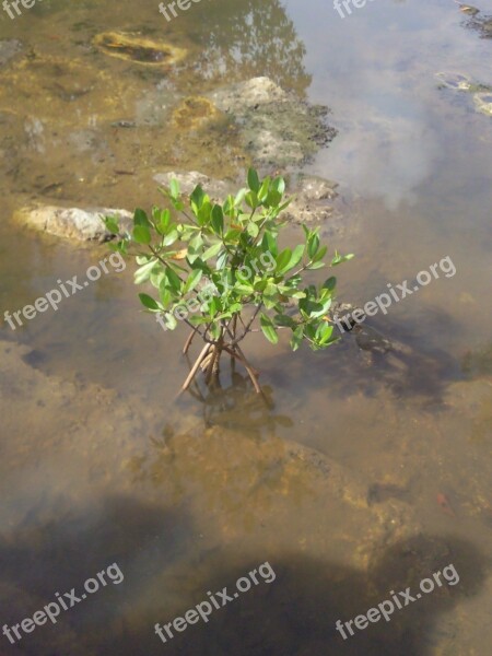 Mangrove Nature Outdoor Free Photos