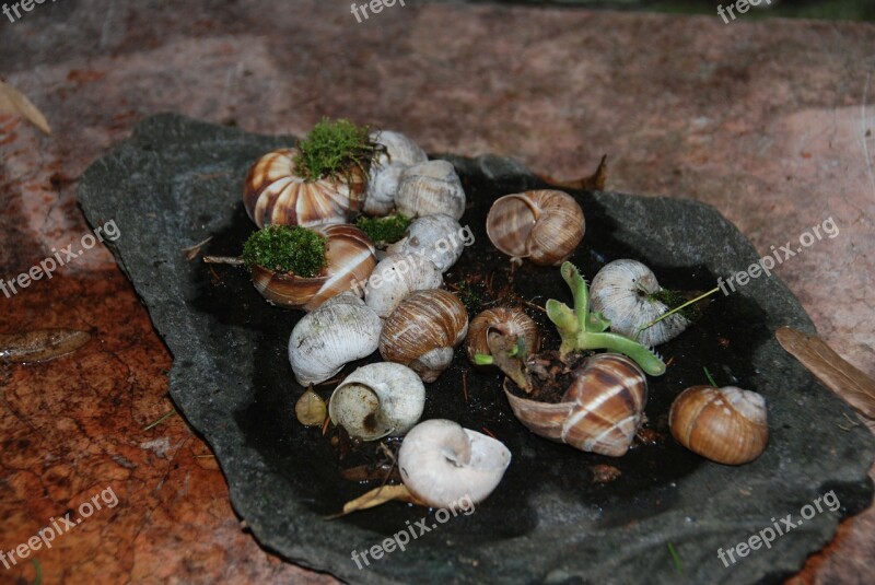 Snails Naturdeko Shell Free Photos