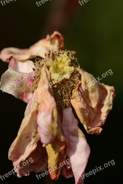 Rose Faded Autumn Blossom Bloom