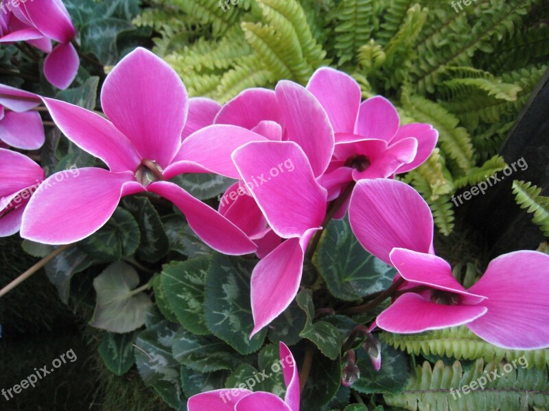 Flowers Cerise Cyclamen Green Plant