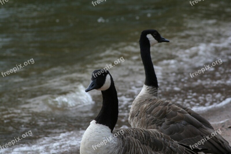 Branta Canadensis Canada Goose Bird Animal Water